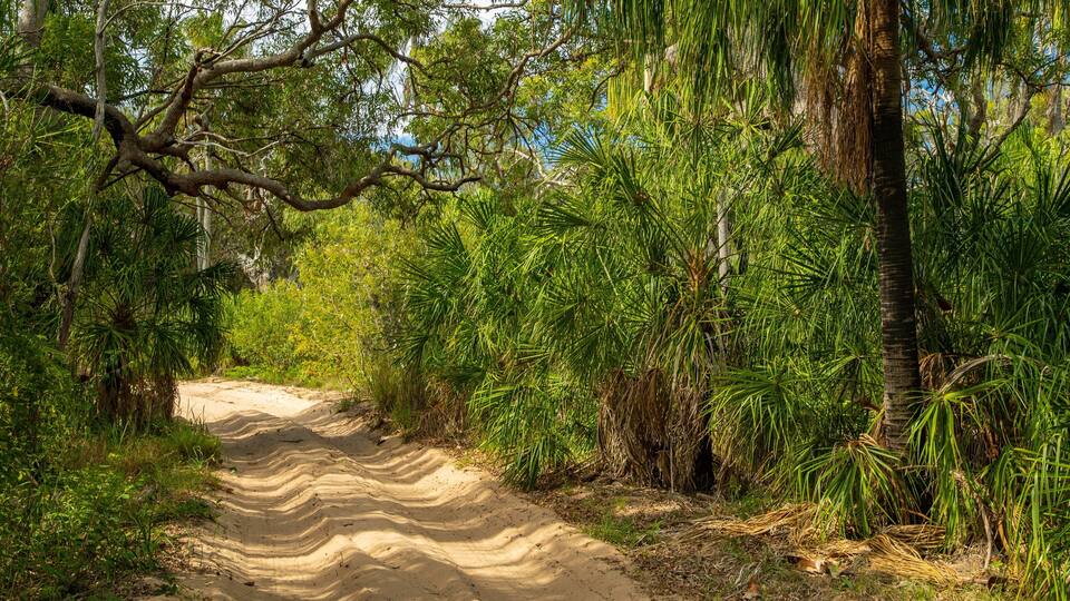 A sandy path surrounded by dense tropical vegetation and trees.