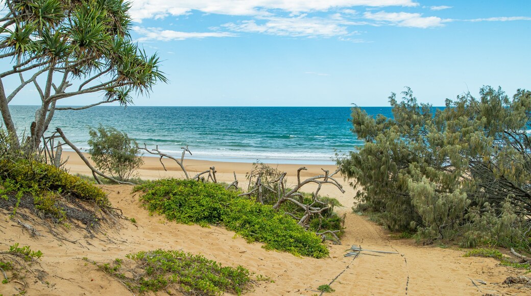 Deepwater National Park which includes a beach and general coastal views
