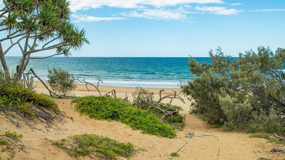 A beach with sand dunes, sparse vegetation, and a clear blue ocean.