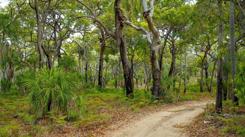 A dirt path through a dense forest with tall trees and green undergrowth.