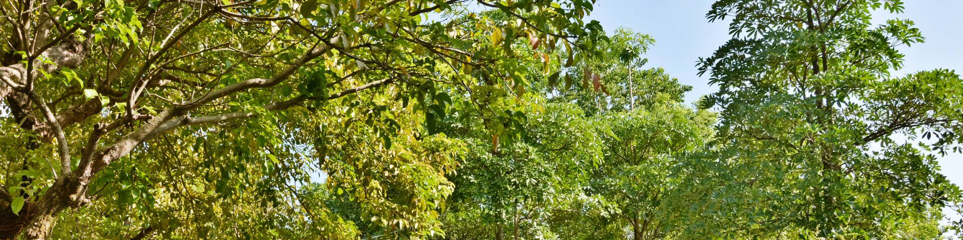 Street road with tree, shot at Luodong Forestry Culture Garden, Yilan, Taiwan, Asia.