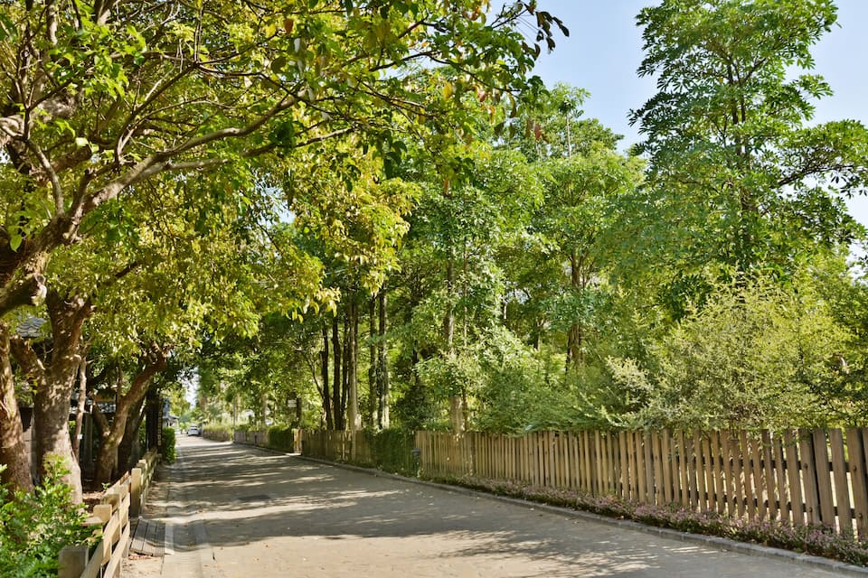 A tree-lined street with a wooden fence on one side.