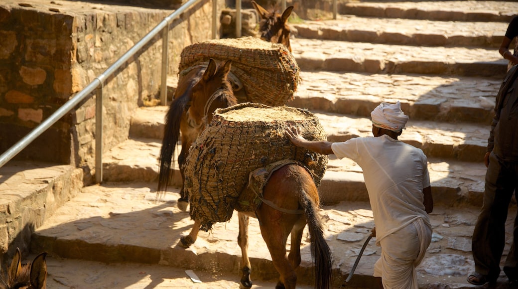 瑟瓦伊馬托布爾 其中包括 陸上動物 以及 一個男性