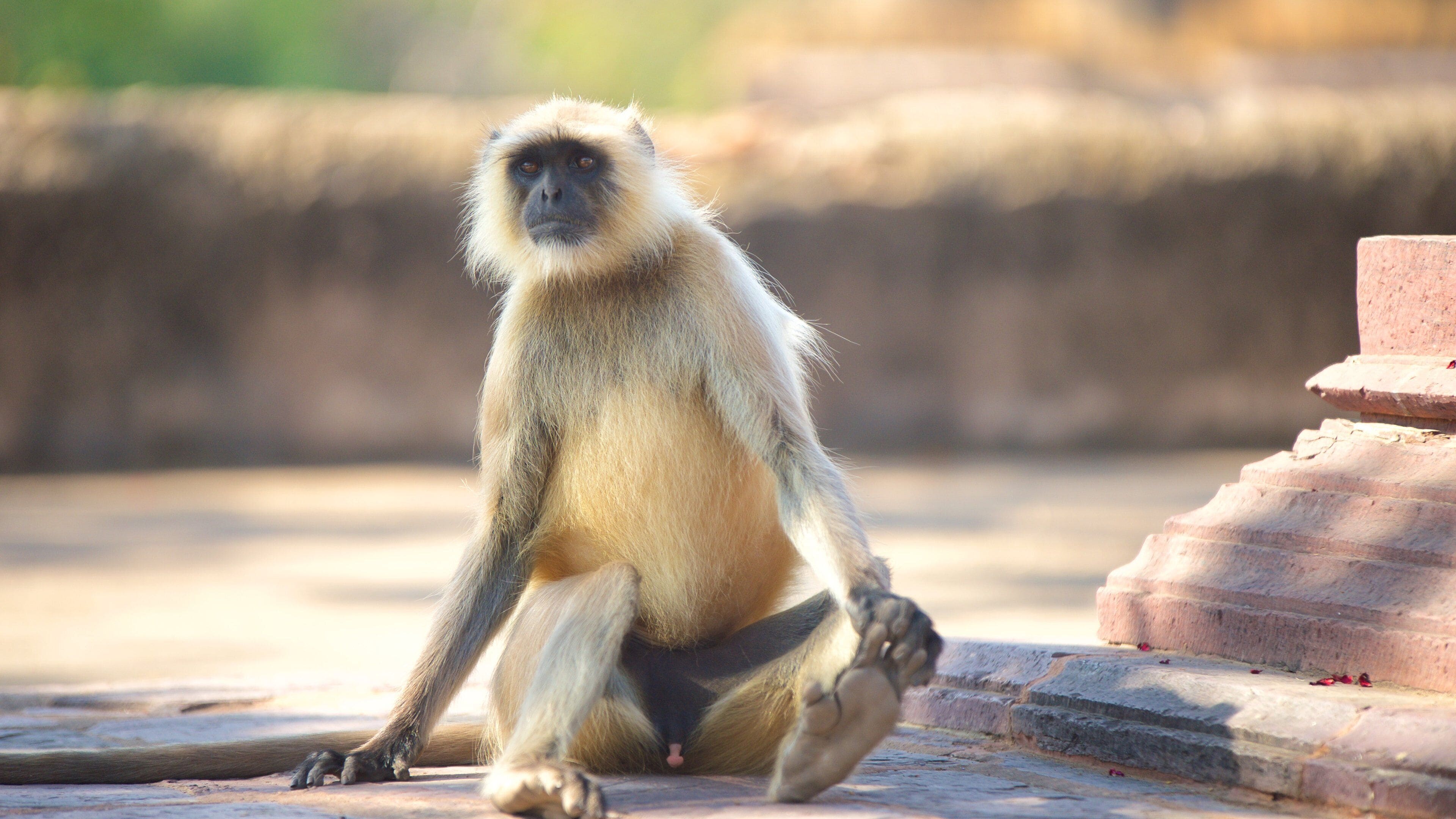 瑟瓦伊馬托布爾 其中包括 可愛或容易親近的動物 和 動物
