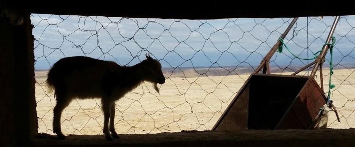 A silhouette of a horse behind a wire fence in a barren landscape.
