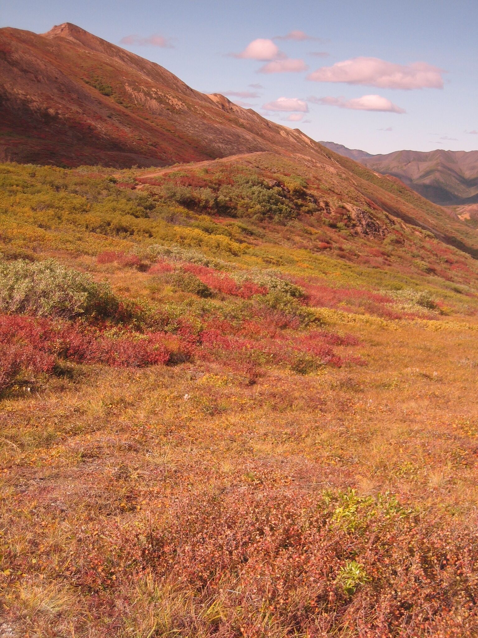 Fall colors (late August) on the Denali Park Road