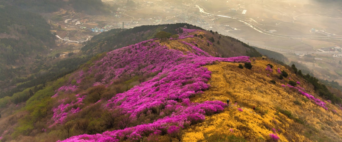 Azalea in Yeongchwisan Mountain, Korea