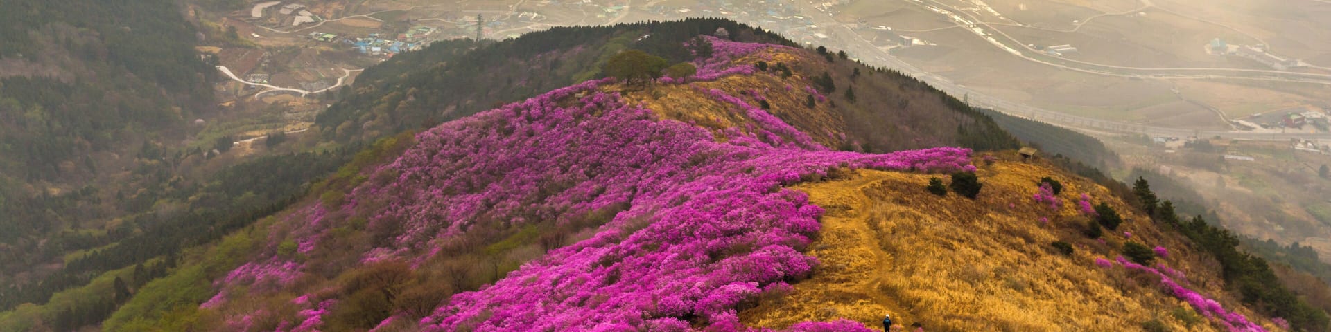 A mountainous landscape with purple flowers and a valley below.