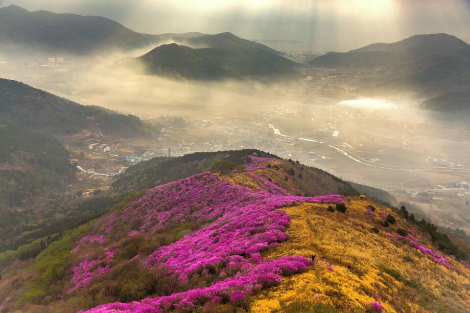 A mountainous landscape with purple flowers and a valley below.