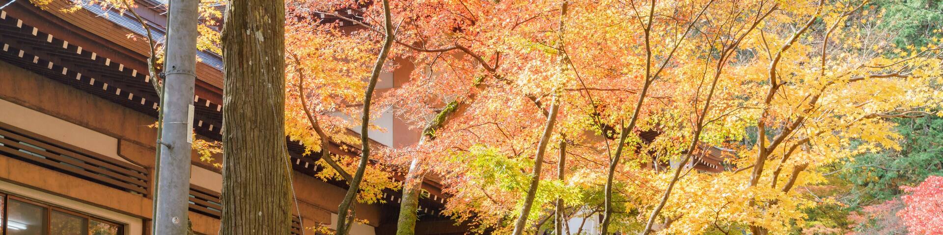 KMHWK5 Beautiful fall color of Hiyoshi Taisha at Otsu, Shiga, Japan