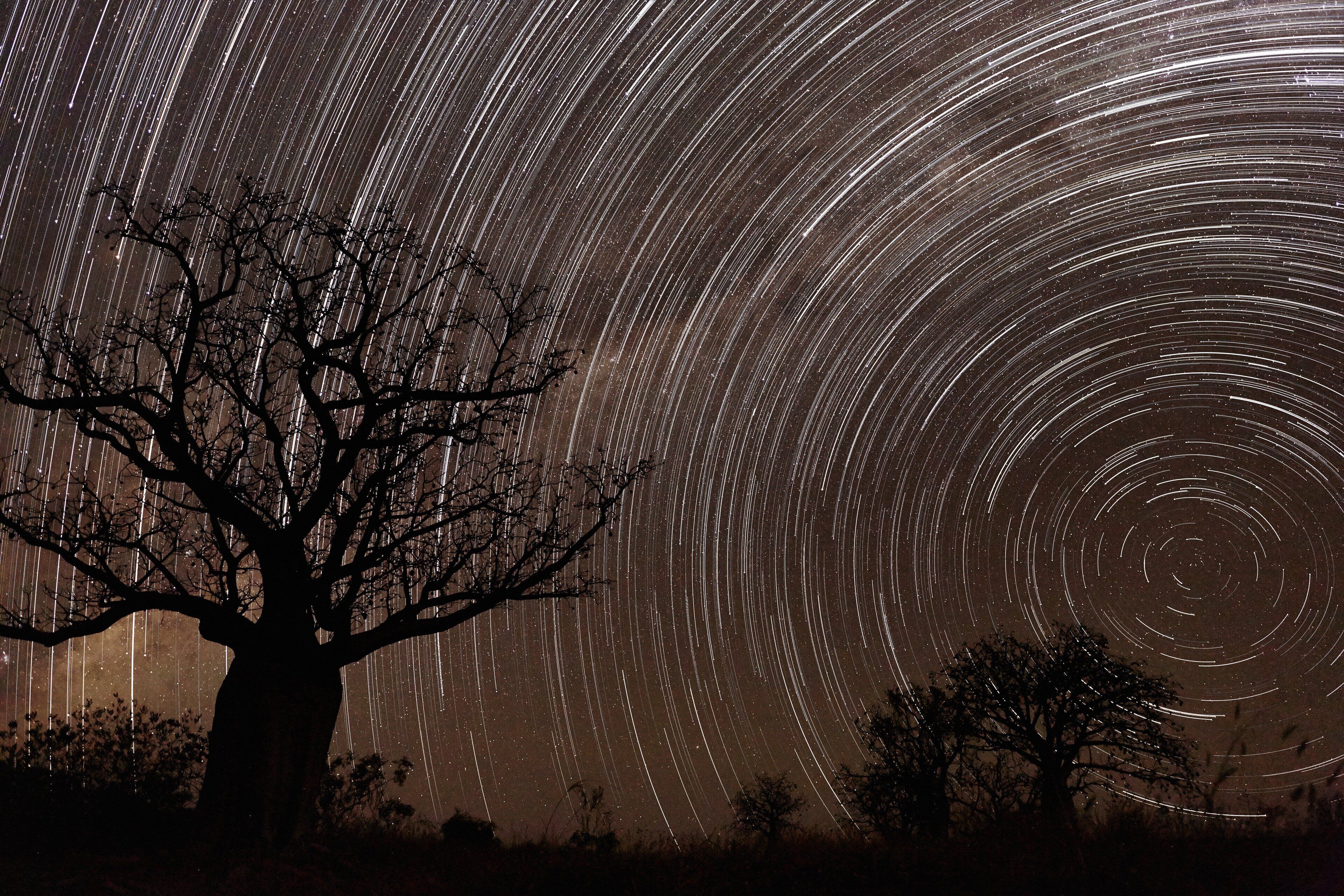 A star trail photograph with a prominent tree silhouette.