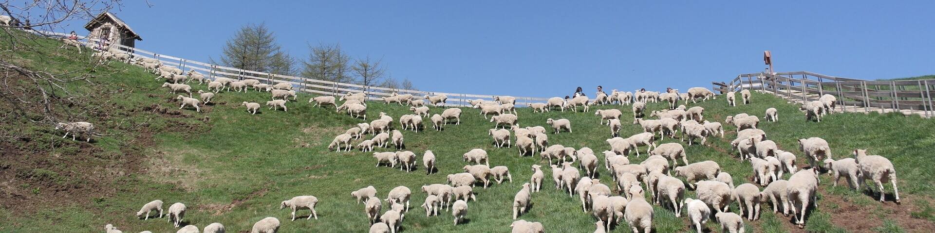 Daegwallyeong's Sheep Farm ; Shutterstock ID 558471421; purchase_order: SF 06557000; job: ; client: ; other: