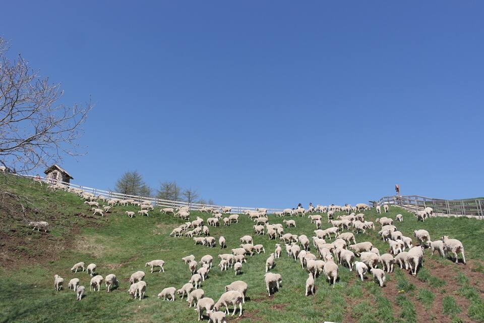 Un pendent de turons on un ramat de ovelles pastura.