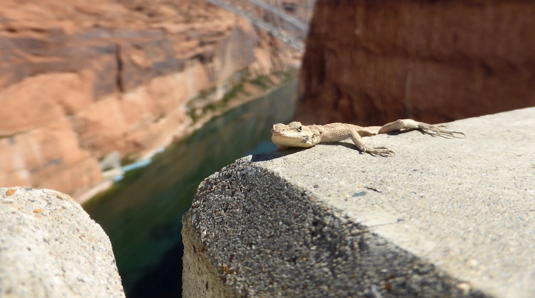 Cute gecko hanging on the edge of the wall at Glen Canyon Dam.