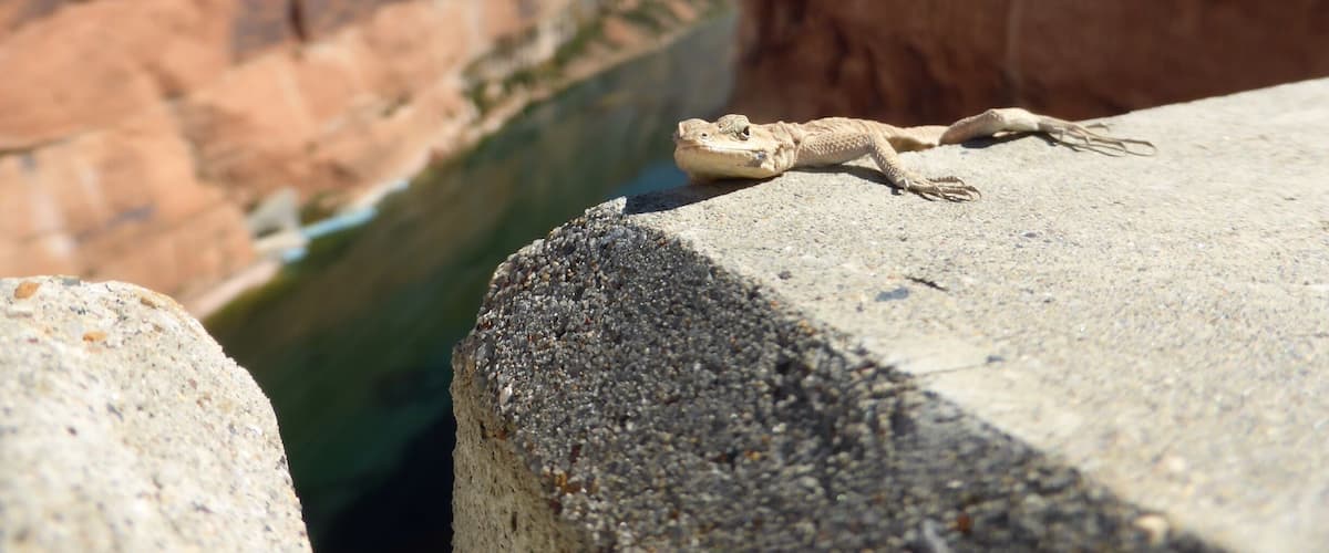 Cute gecko hanging on the edge of the wall at Glen Canyon Dam.