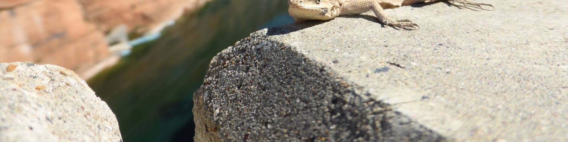 Cute gecko hanging on the edge of the wall at Glen Canyon Dam.