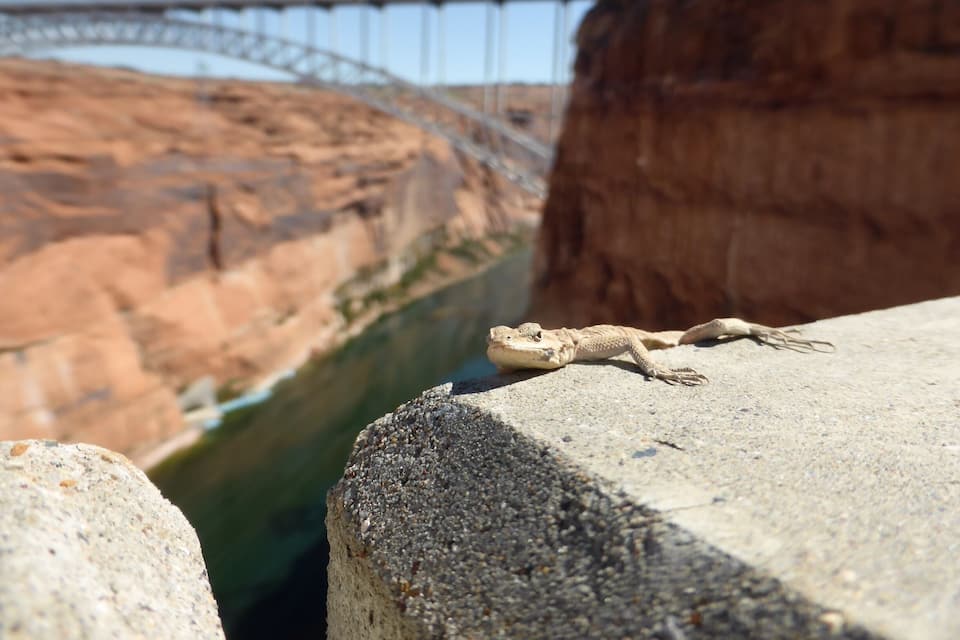 A bearded dragon on a rock near a canyon with a bridge in the background.