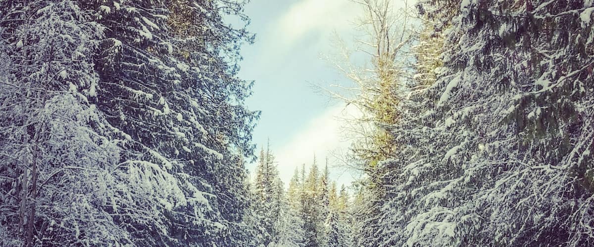 The drive to Helmcken Falls. Slippery driving conditions but felt like you were trapped in a snow globe.