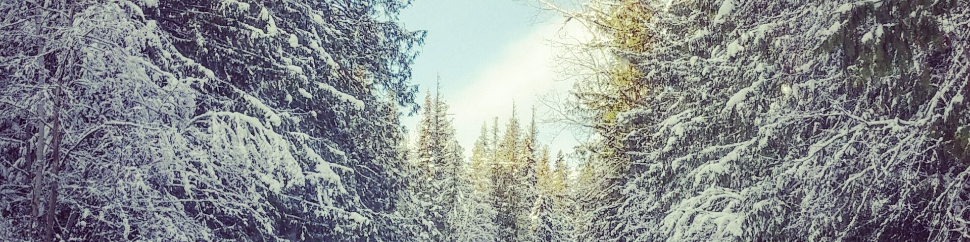The drive to Helmcken Falls. Slippery driving conditions but felt like you were trapped in a snow globe.