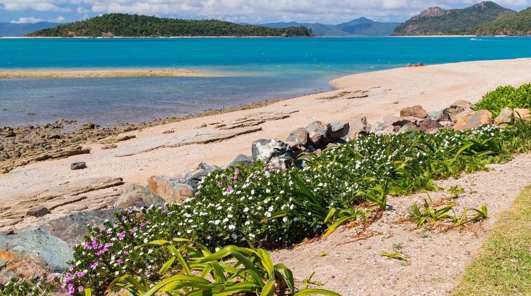 Daydream Beach showing wildflowers, a sandy beach and general coastal views