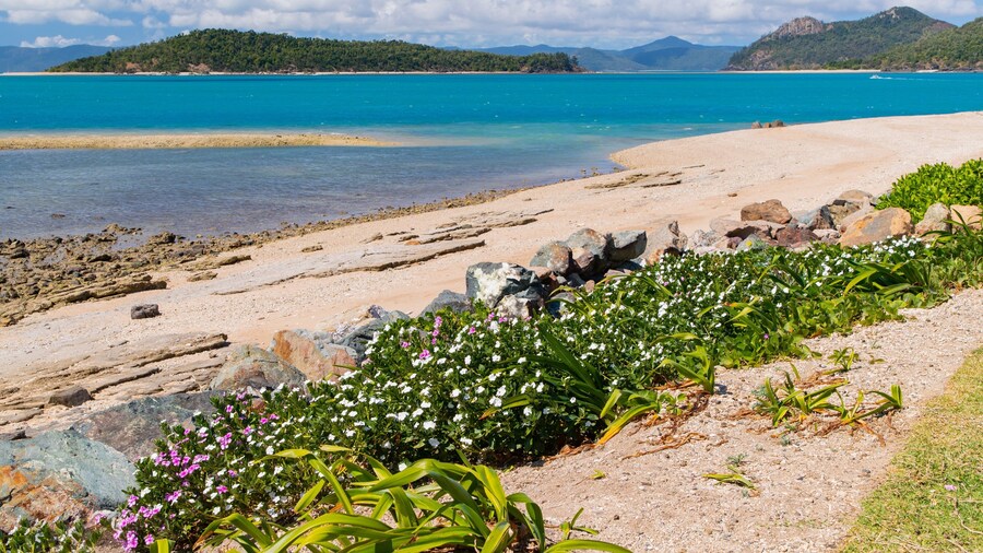 Daydream Beach showing wildflowers, a sandy beach and general coastal views