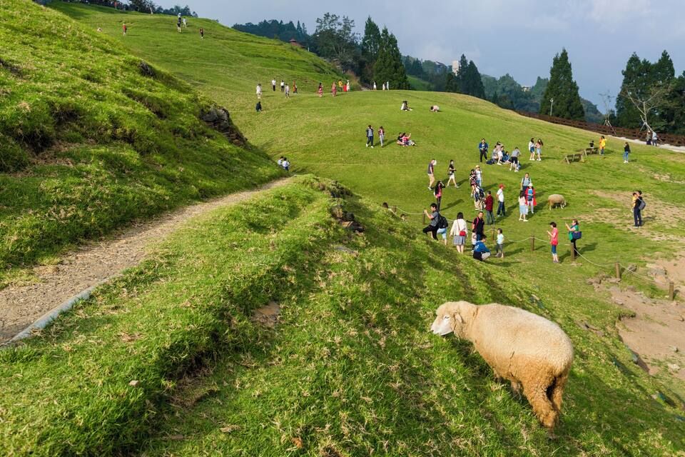 A grassy hillside with a sheep and people walking and sitting.