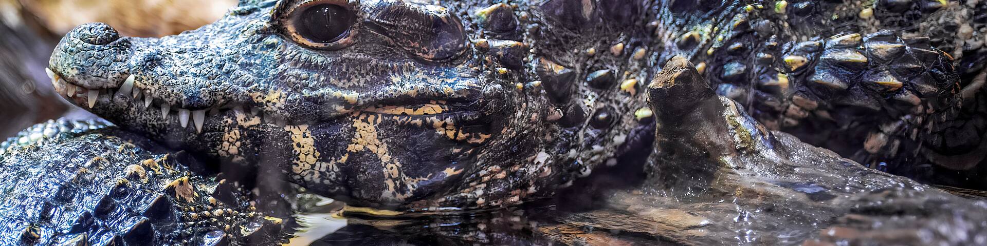 close up of a head of an alligator