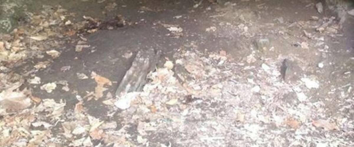 I can't remember exactly how to get there, but you do have to climb over trees, through brush, and non-paved paths to get to this cave for a short spelunking excursion near Jenny Jump State Forest.