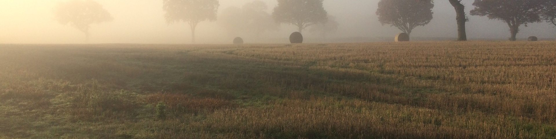 Early morning mist