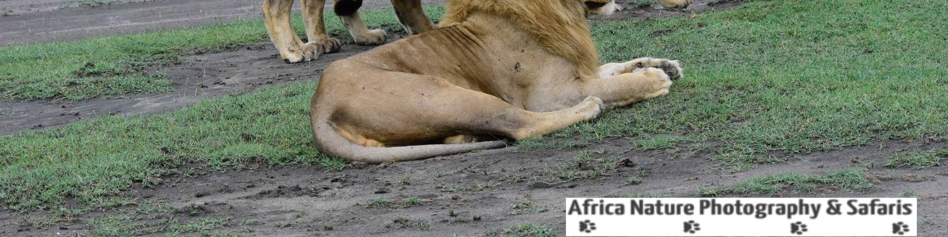 Known as the Ndutu brothers.