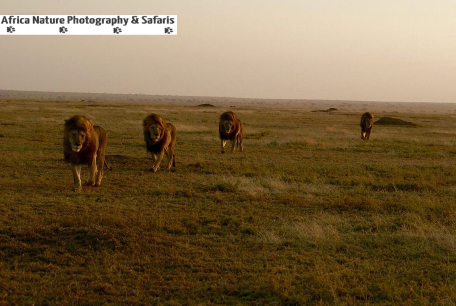 Referred to as the Ndutu Brothers often seen in the Southern Serengeti Plains and the Ndutu Forest.