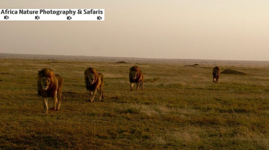Referred to as the Ndutu Brothers often seen in the Southern Serengeti Plains and the Ndutu Forest.