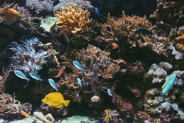into the sea #aquarium #garda #colors #sea #fishes #swim