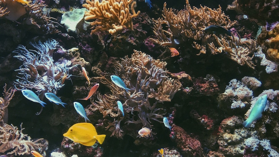into the sea #aquarium #garda #colors #sea #fishes #swim