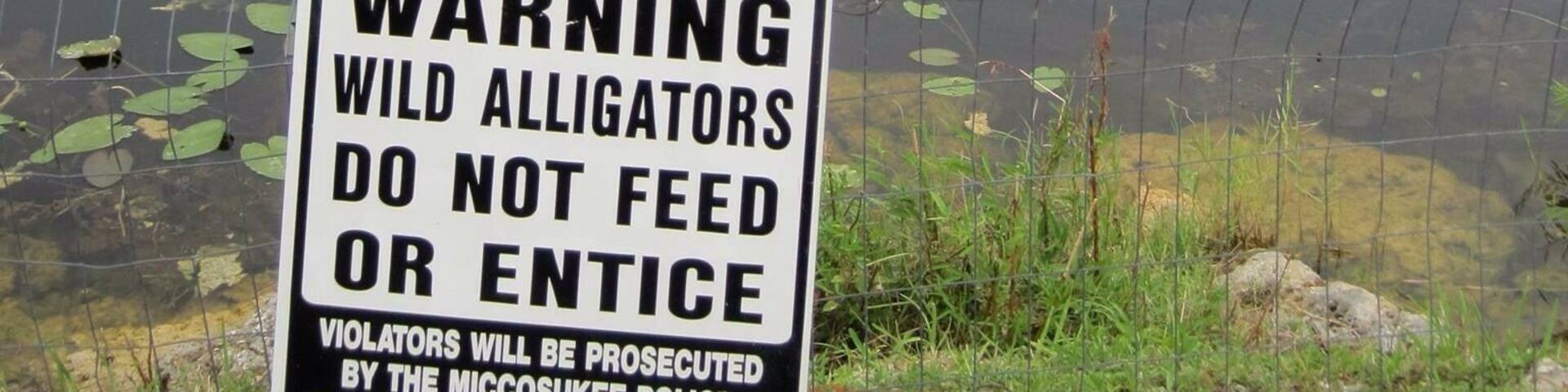 Driving from Miami to Naples you have to drive through the Everglades. Anywhere along the route, and you're in GATOR COUNTRY... Literally! #RoadTrip #Florida #Everglades
