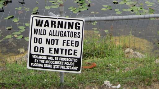 Driving from Miami to Naples you have to drive through the Everglades. Anywhere along the route, and you're in GATOR COUNTRY... Literally! #RoadTrip #Florida #Everglades