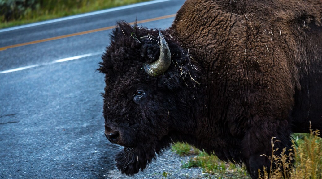 yellowstone; US; Untied States; National Park, centennial; landscape; nature