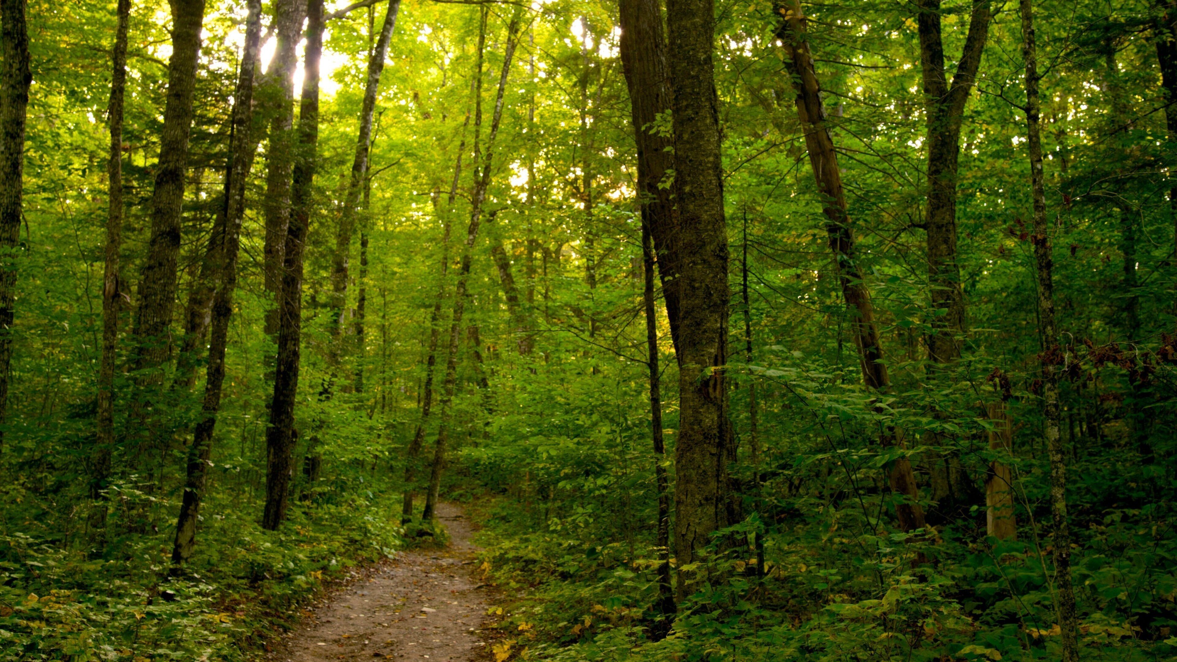 The Forks featuring forest scenes