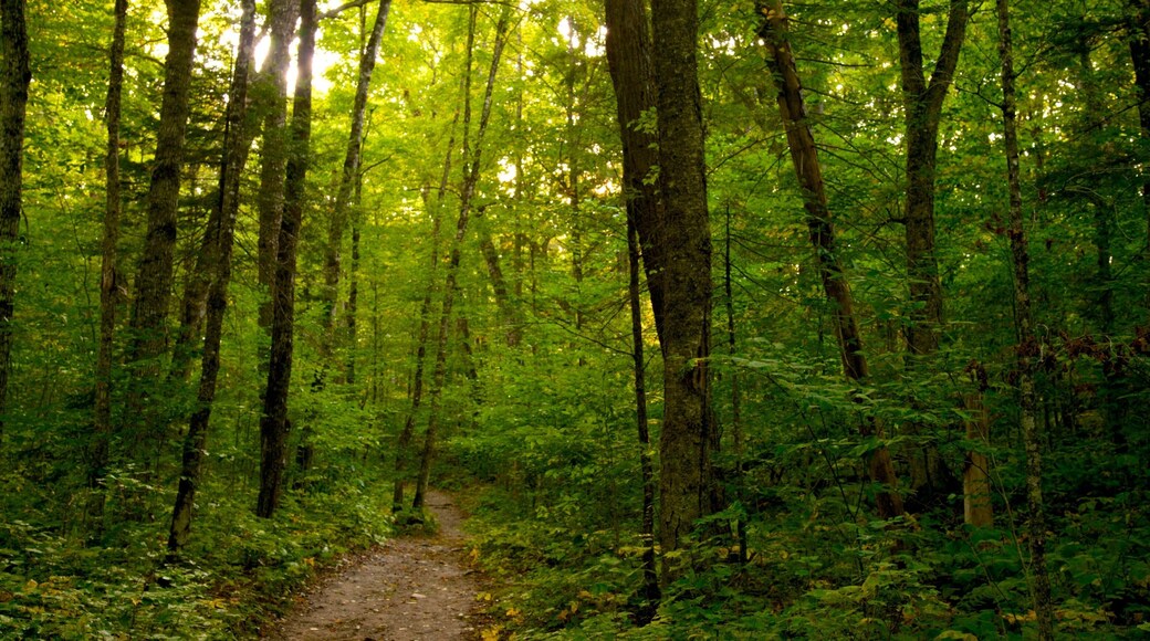 The Forks featuring forest scenes