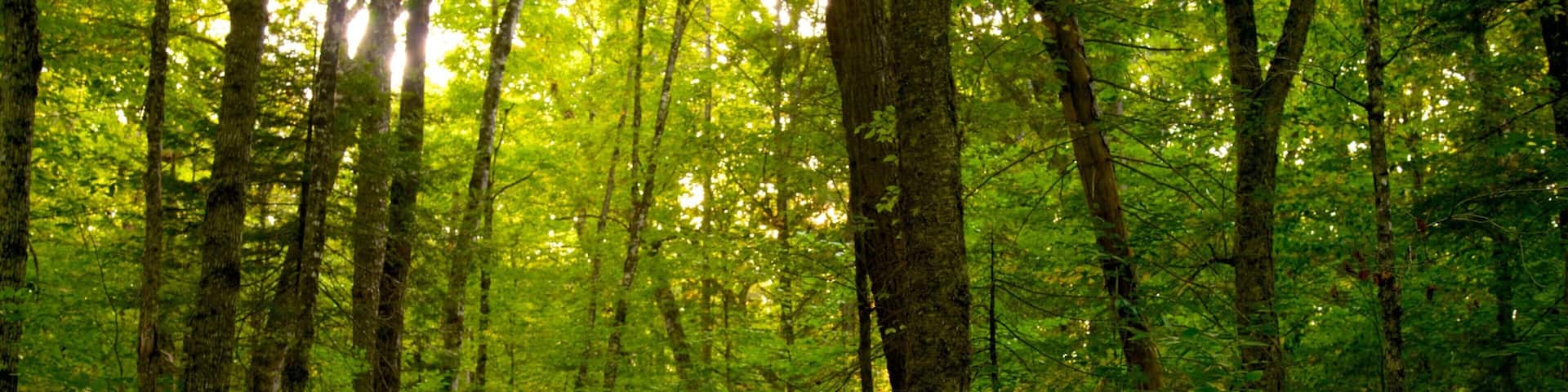 The Forks which includes forests