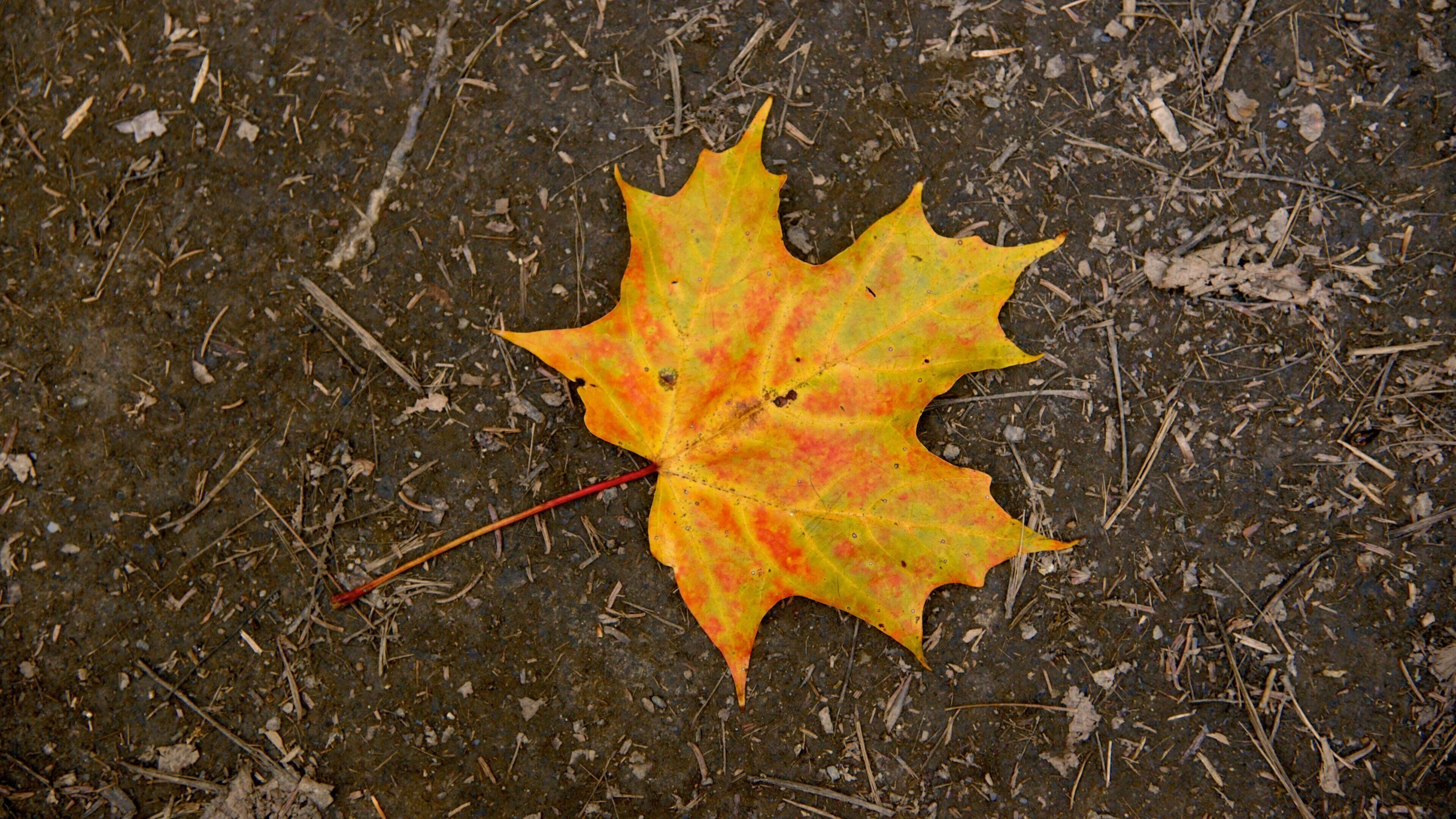 Moxie Falls showing autumn leaves