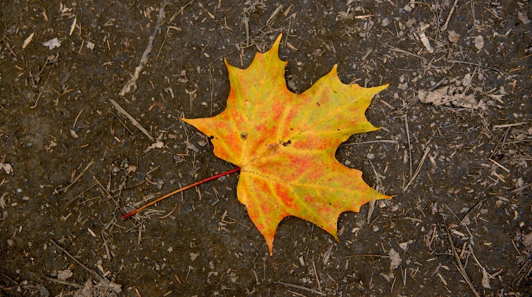 Moxie Falls showing autumn leaves