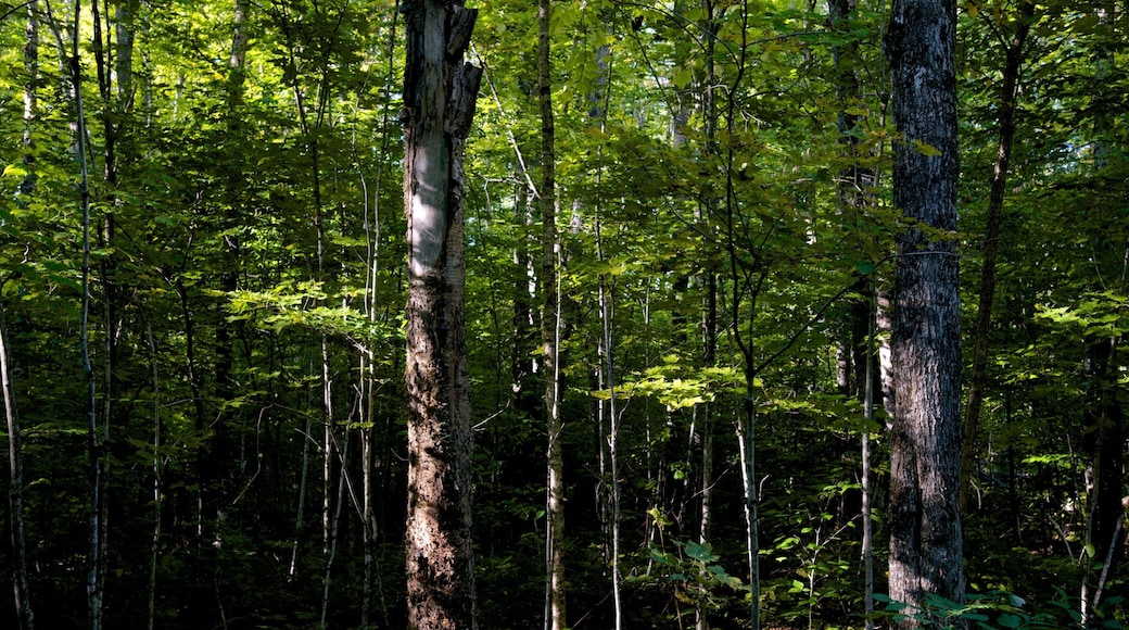 ザ フォークス フィーチャー 森林