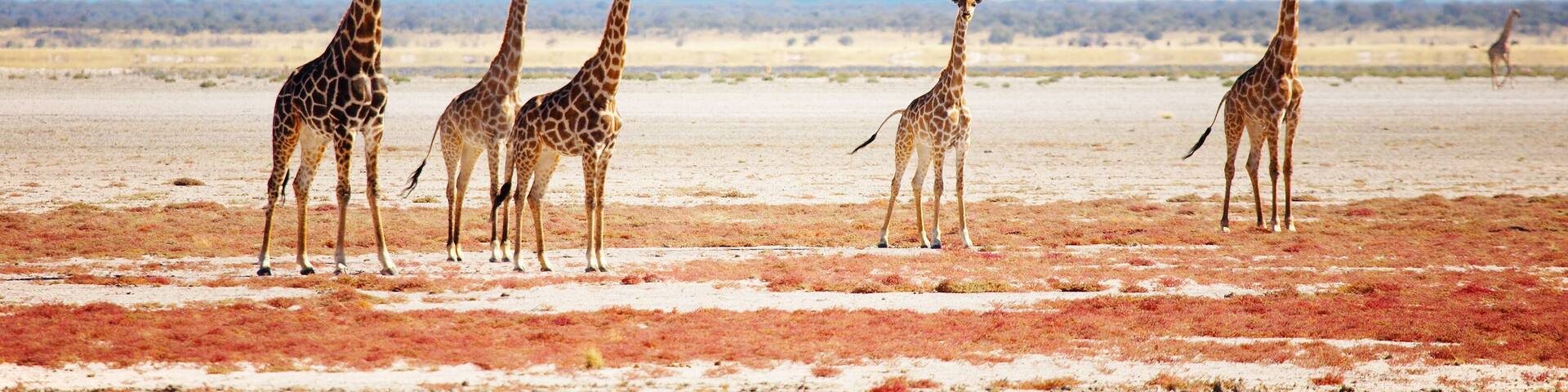 A group of giraffes in a dry, open landscape with a clear blue sky and distant mountains.