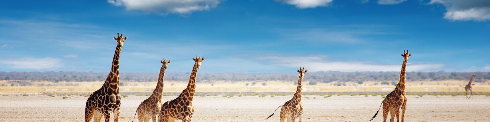 Um grupo de girafas em uma paisagem árida e aberta, com céu azul límpido e montanhas ao longe.