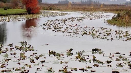 One of the prettiest private parks we’ve stayed in. Full hookups and big rig friendly. #camping #washingtonstate