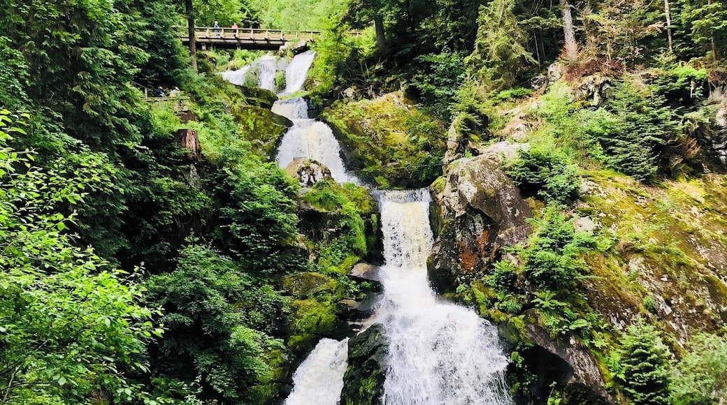 Germany's highest waterfalls come down the mountains on the outskirts of Triberg. Foaming and roaring the water plunges 163 meters down the river called “Gutach”. On the paths along the seven stages, you will find a magnificent spectacle of nature.
