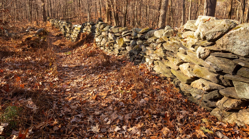Stone wall winds through Whitaker Woods in Somers, Connecticut.