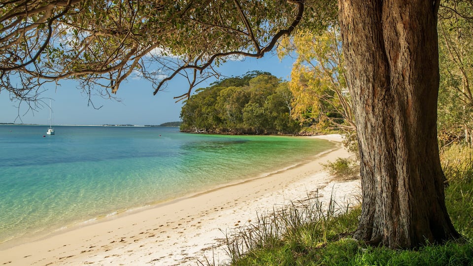 A beach with clear turquoise water, a sandy shore, and a large tree on the right.