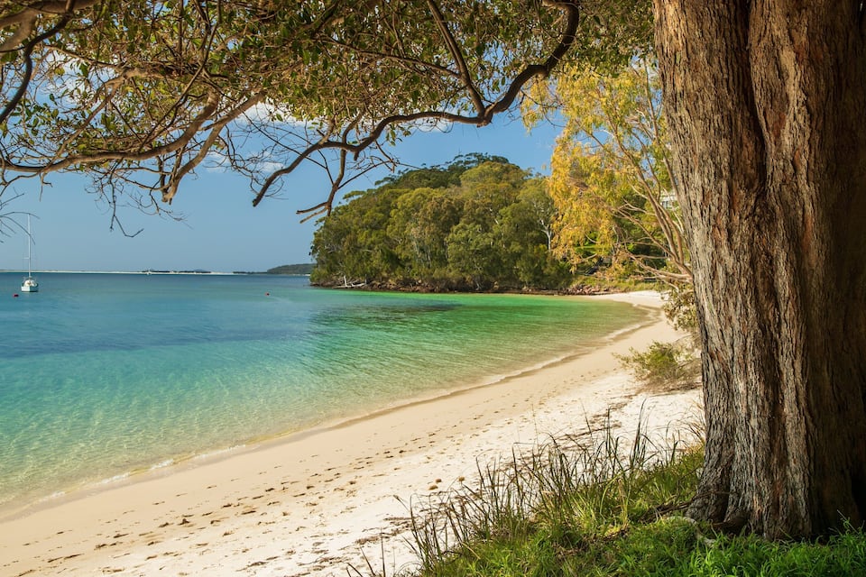 A beach with clear turquoise water, a sandy shore, and a large tree on the right.